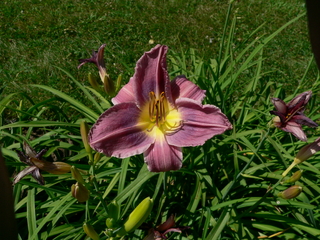Daylilies after application of spray