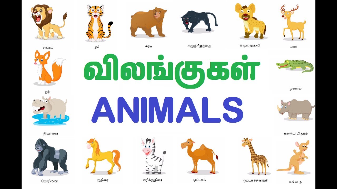 Animals names in tamil and english with pictures pdf