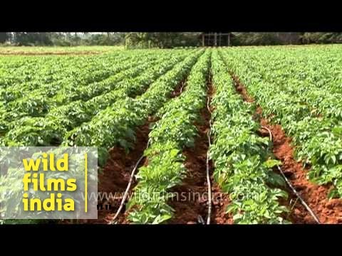 Potato cultivation in india pdf