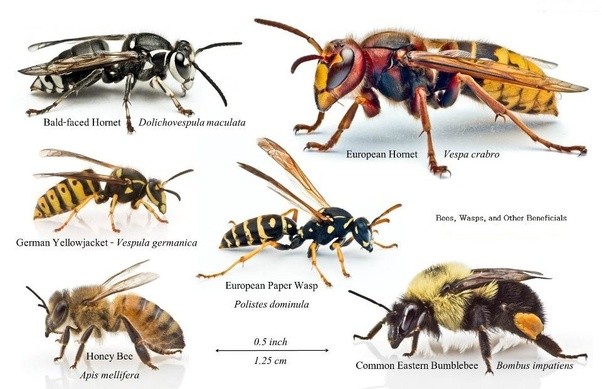 V r vickery the honey bee pdf