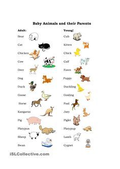 Animals names in tamil and english with pictures pdf