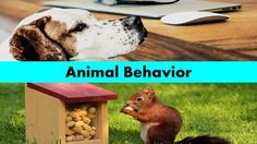 Types of animal behaviour pdf