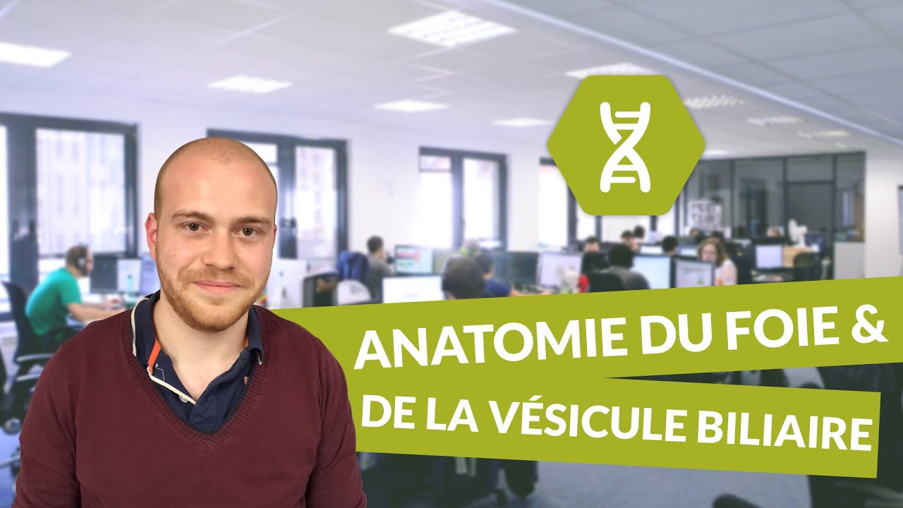 Anatomie de la verge pdf