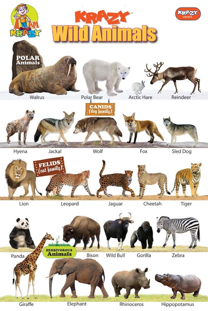 Animals names in tamil and english with pictures pdf