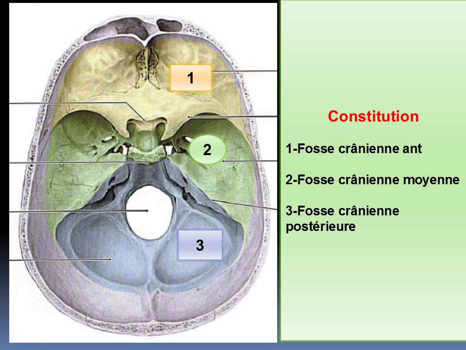 Anatomie de la verge pdf