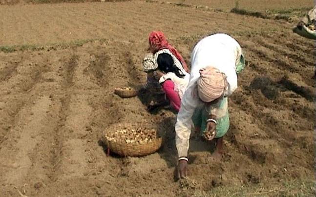 Potato cultivation in india pdf