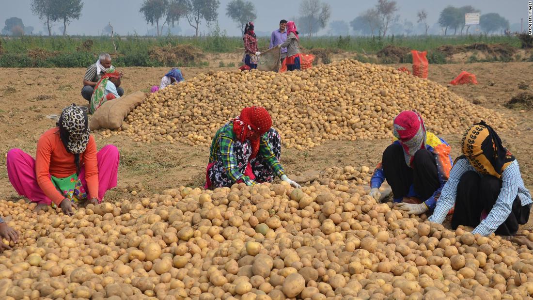 Potato cultivation in india pdf