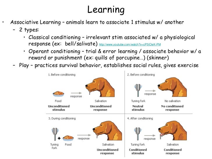 Types of animal behaviour pdf